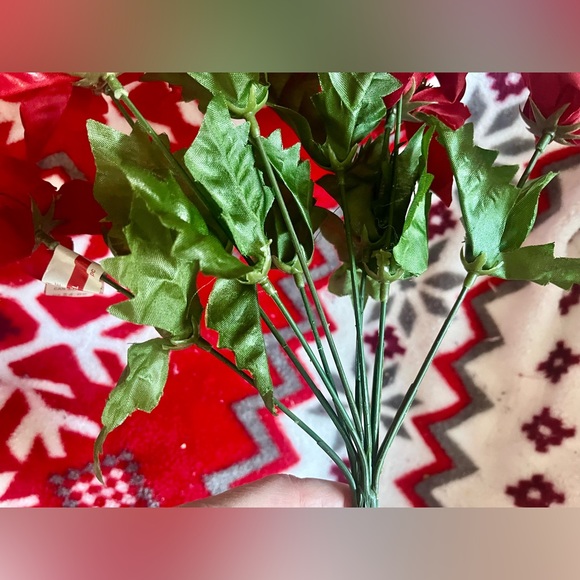 1 poinsettias red plant Christmas - Picture 6 of 13